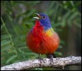 _2SB9238 painted bunting